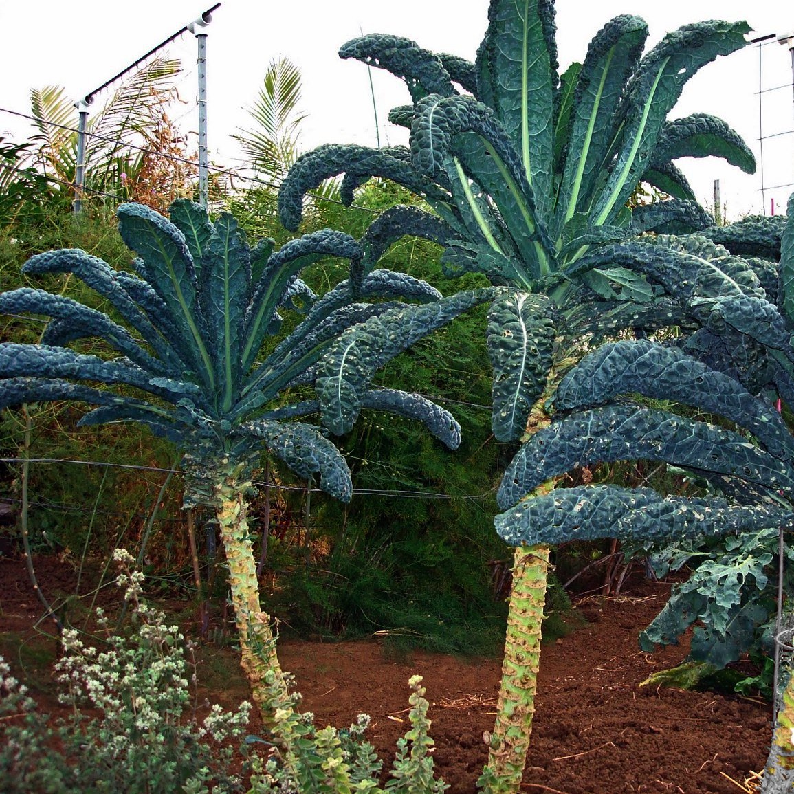 Heirloom Vegetable Black Tuscan Palm Kale Lacinato Rare Brassica oleracea - 50 Seeds