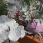 Kohlrabi Sweet Purple Early Vienna Organic Brassica oleracea - 100 Seeds