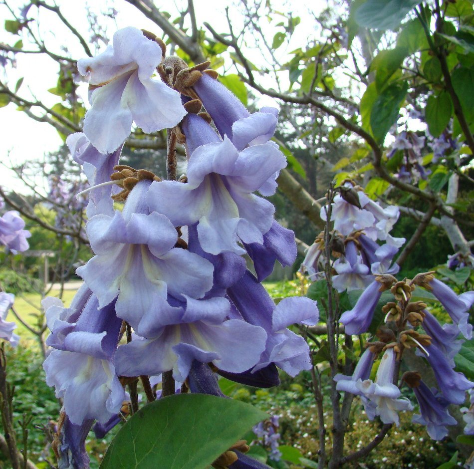 Worlds Fastest Growing Tree Royal Empress Tree Paulownia tomentosa - 50 Seeds