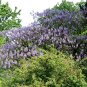 Worlds Fastest Growing Tree Royal Empress Tree Paulownia tomentosa - 50 Seeds