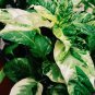 Hot Variegated Fish Pepper Heirloom Capsicum annuum - 20 Seeds