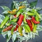 Hot Variegated Fish Pepper Heirloom Capsicum annuum - 20 Seeds