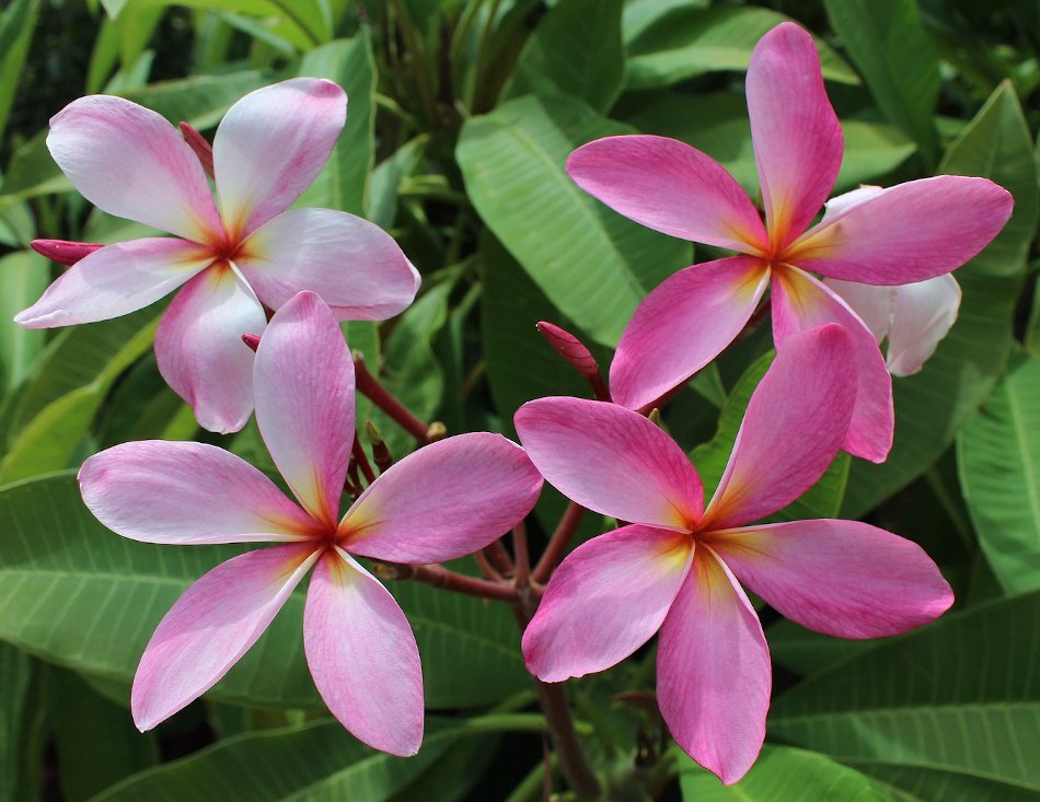 Plumeria Frangipani 'Cancun Pink' Pink Plumeria rubra - 1 Live Cutting