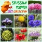Whimsical Truffula Seuss Inspired Flower Seed Collection - 7 Varieties
