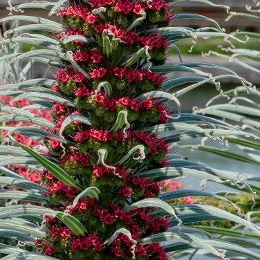Tajinaste Rojo Tower of Jewels Echium wildpretii - 15 Seeds