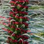 Tajinaste Rojo Tower of Jewels Echium wildpretii - 15 Seeds