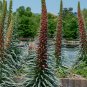 Unique Red Tower of Jewels Echium wildpretii - 15 Seeds