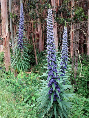 Seuss Inspired Blue Pride of Madeira Echium fastuosum - 40 Seeds