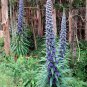 Seuss Inspired Blue Pride of Madeira Echium fastuosum - 40 Seeds