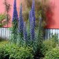 Seuss Inspired Blue Pride of Madeira Echium fastuosum - 40 Seeds