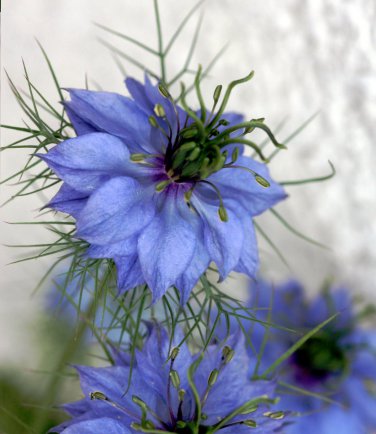 Seuss Inspired  Love in a Mist Nigella damascena - 50 Seeds