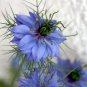 Seuss Inspired  Love in a Mist Nigella damascena - 50 Seeds