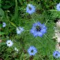 Seuss Inspired  Love in a Mist Nigella damascena - 50 Seeds