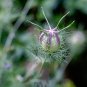 Seuss Inspired  Love in a Mist Nigella damascena - 50 Seeds