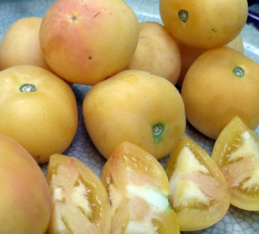 Rare Heirloom Wapsipinicon Garden Peach Tomato Organic Lycopersicon lycopersicum - 25 Seeds