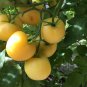 Rare Heirloom Wapsipinicon Garden Peach Tomato Organic Lycopersicon lycopersicum - 25 Seeds