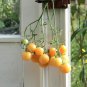 Rare Heirloom Wapsipinicon Garden Peach Tomato Organic Lycopersicon lycopersicum - 25 Seeds