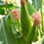 Amish Mushroom Popcorn Zea mays - 30 Seeds