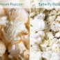 Amish Mushroom Popcorn Zea mays - 30 Seeds