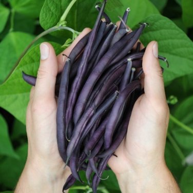 Heirloom Royal Burgundy Purple Bush Bean Phaseolus vulgaris - 50 Seeds