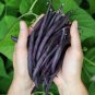 Heirloom Royal Burgundy Purple Bush Bean Phaseolus vulgaris - 50 Seeds