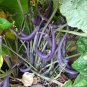 Heirloom Royal Burgundy Purple Bush Bean Phaseolus vulgaris - 50 Seeds