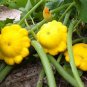 Flying Saucer Pattypan Bush Summer Squash Cucurbita pepo - 25 Seeds