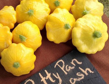 Flying Saucer Pattypan Bush Summer Squash Cucurbita pepo - 25 Seeds
