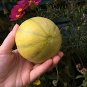 Minnesota Midget Heirloom Sugar Melon Cucumis Melo - 25 Seeds