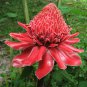 Red Torch Ginger Wax Flower Etlingera elatior - 5 Seeds