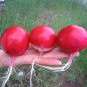 Heirloom Giant Radish Deutscher Riese Raphanus sativus - 250 Seeds