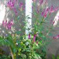 Tall Wheat Celosia Pink Flamingo Feather Celosia argentea spicata - 100 Seeds
