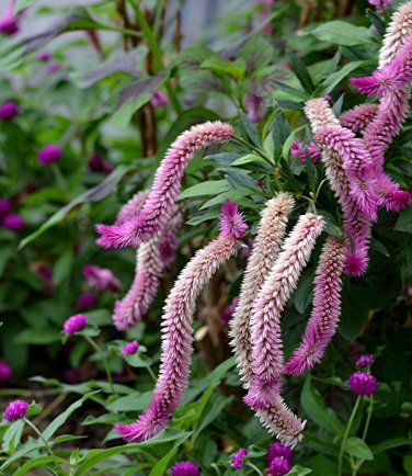 Tall Wheat Celosia Pink Flamingo Feather Celosia argentea spicata - 100 Seeds