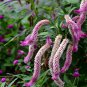 Tall Wheat Celosia Pink Flamingo Feather Celosia argentea spicata - 100 Seeds