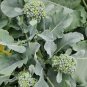 Brazilian Piracicaba Broccoli Brassica oleracea - 50 Seeds
