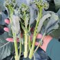 Brazilian Piracicaba Broccoli Brassica oleracea - 50 Seeds