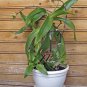 Basket Plant Golden Tendril Medicinal Callisia fragrans - 3 Cuttings