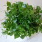 Tropical Shining Bush Plant Pansit Pansitan Peperomia pellucida - 50 Seeds