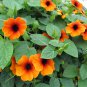 Orange Black-Eyed Susan Vine Thunbergia alata - 10 Seeds