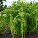 Green Tassel Flower Love Lies Bleeding Amaranthus caudatus Viridis- 200 Seeds