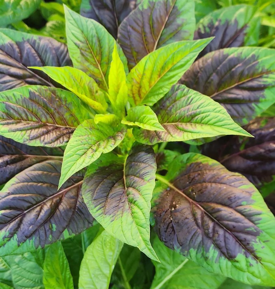 Heat Loving Edible Nigerian Lago Spinach Efo Shoko Organic Celosia argentea - 150 Seeds