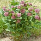 Seuss Inspired Showy Star Butterfly Milkweed Asclepias speciosa - 30 Seeds