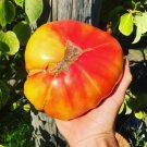 Organic Heirloom Tomato 'Old German' Lycopersicon esculentum - 20 Seeds