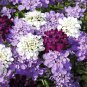 Globe Candytuft Fragrant Mix Iberis umbrellata - 250 Seeds