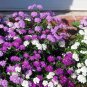 Globe Candytuft Fragrant Mix Iberis umbrellata - 250 Seeds
