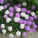 Globe Candytuft Fragrant Mix Iberis umbrellata - 250 Seeds