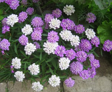 Globe Candytuft Fragrant Mix Iberis umbrellata - 250 Seeds