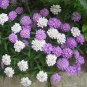 Globe Candytuft Fragrant Mix Iberis umbrellata - 250 Seeds