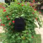 Red Cardinal Climber Palm Leaf  Ipomoea sloteri cardinalis- 15 Seeds