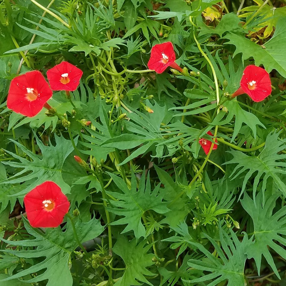 Red Cardinal Climber Palm Leaf  Ipomoea sloteri cardinalis- 15 Seeds